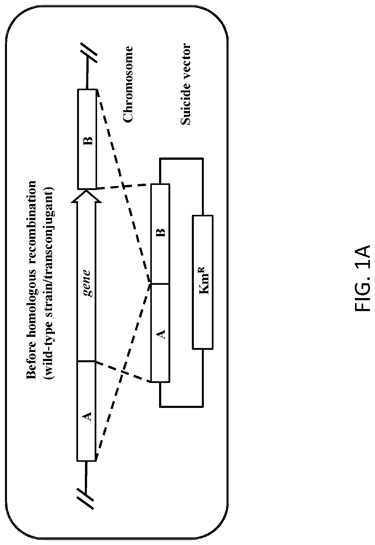 Recombinant Microorganism for Producing 2,3-Butanediol and a Method of Production of 2,3-Butanediol