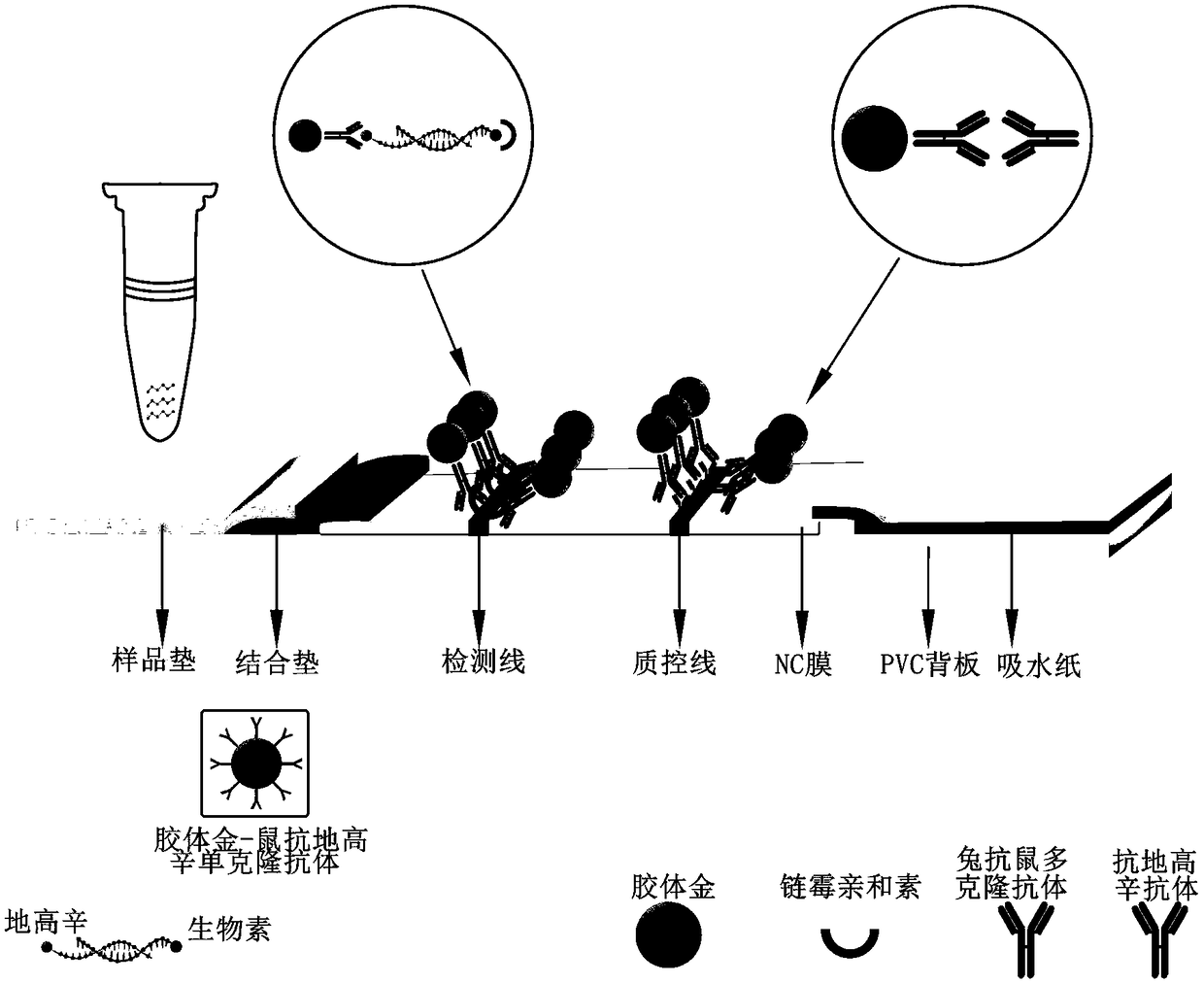 Kit and detection method for detecting salmonellae by combining recombinase isothermal amplification and immune colloidal gold test strip