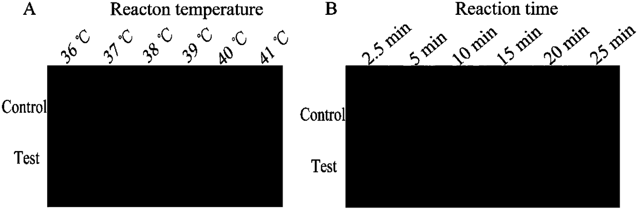 Kit and detection method for detecting salmonellae by combining recombinase isothermal amplification and immune colloidal gold test strip