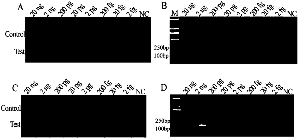 Kit and detection method for detecting salmonellae by combining recombinase isothermal amplification and immune colloidal gold test strip