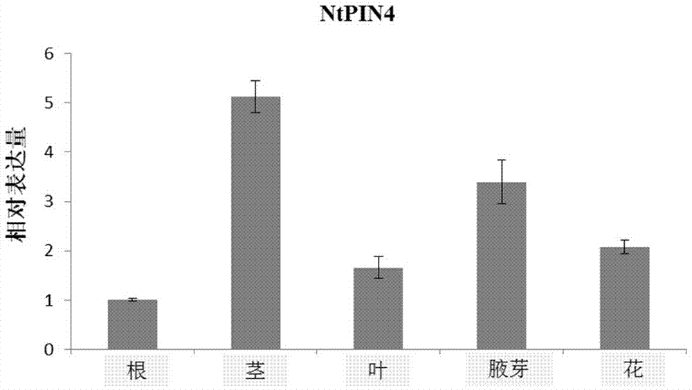 Tobacco auxin transport protein NtPIN4 and application thereof