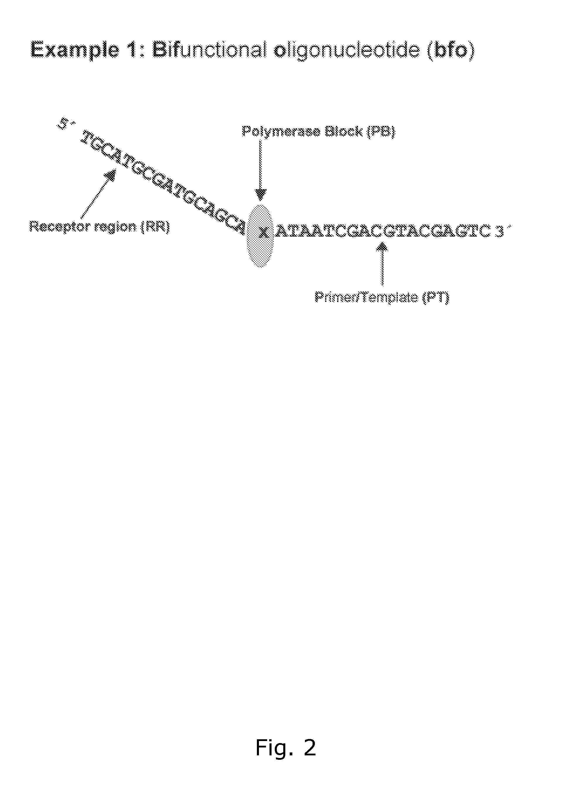 Method for generating a double stranded nucleic acid with a single stranded overhang