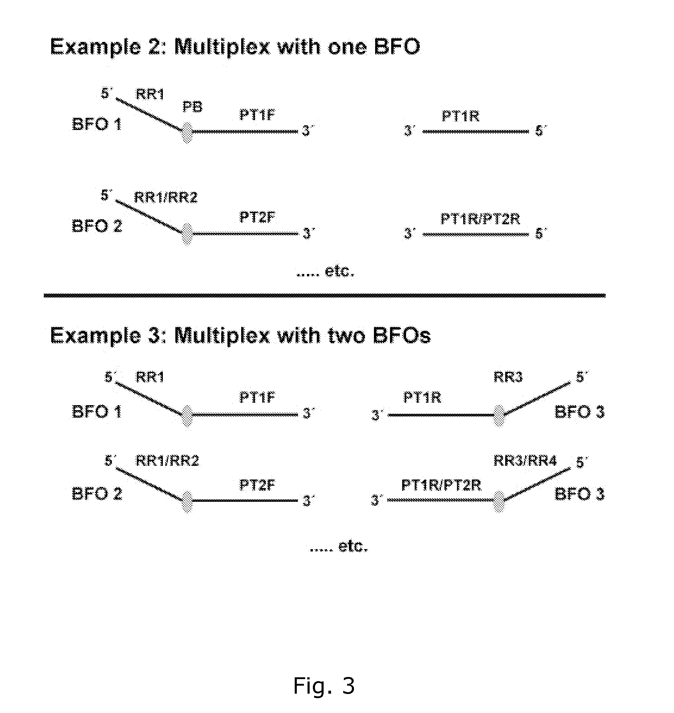 Method for generating a double stranded nucleic acid with a single stranded overhang