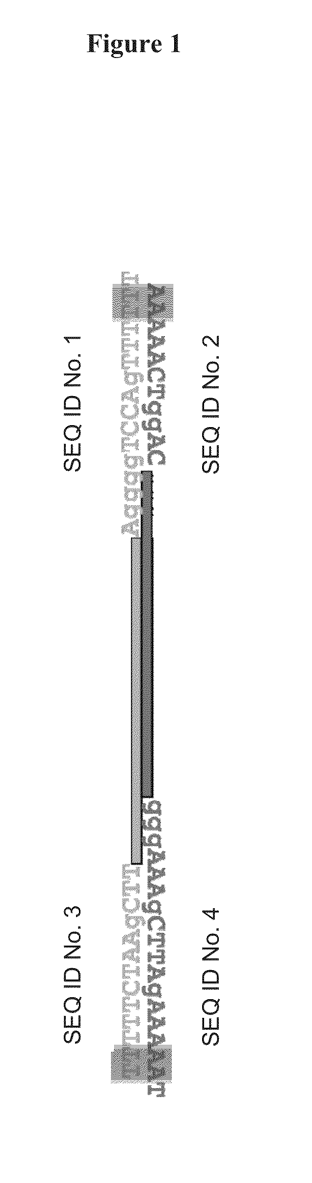 DNA Expression Construct