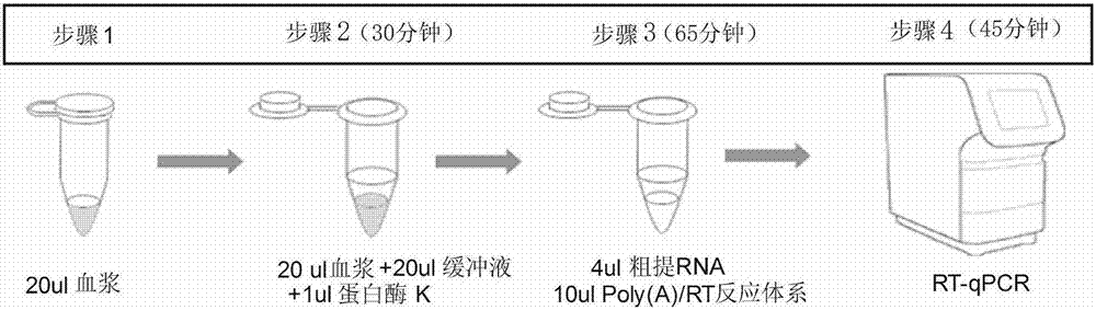 Method for directly and quantitatively detecting RT-qPCR of circulating miRNA