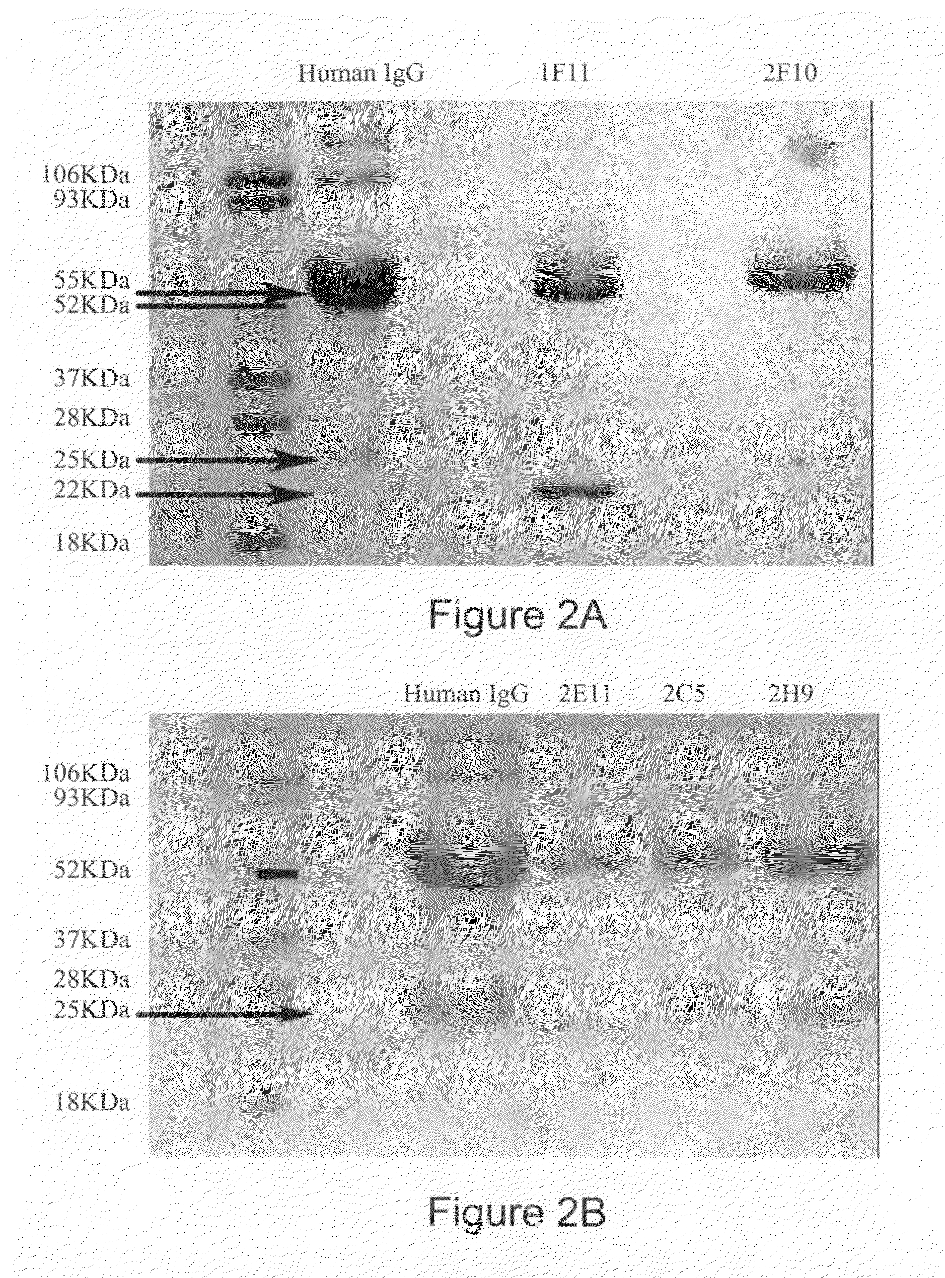 Monoclonal antibodies against osteopontin