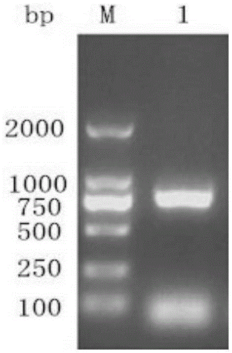 VP (viral protein)0 recombinant protein of DHAV (duck hepatitis A virus)-1 as well as preparation method and application of VP0 recombinant protein