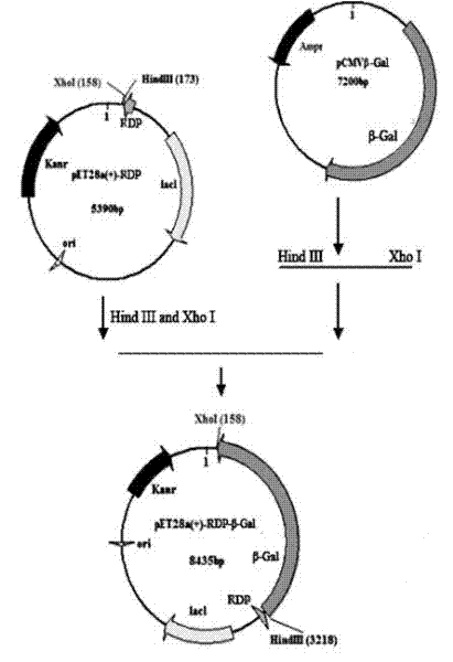 Rabies virus glycoprotein-derived peptide and application thereof