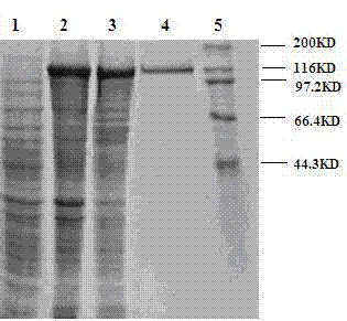 Rabies virus glycoprotein-derived peptide and application thereof
