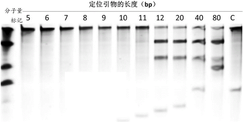 Gene detection or gene typing composition and method thereof