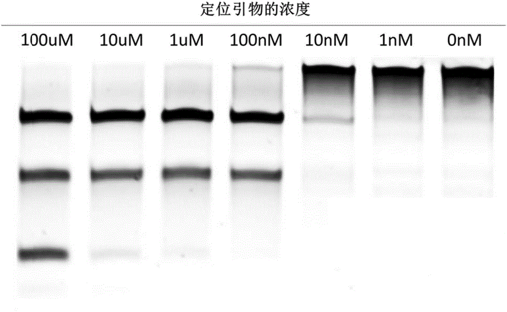 Gene detection or gene typing composition and method thereof