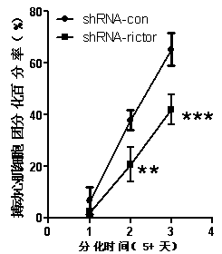 Pharmaceutical application of Rictor/mTORC2 in heart development and disease treatment