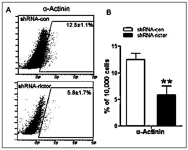 Pharmaceutical application of Rictor/mTORC2 in heart development and disease treatment