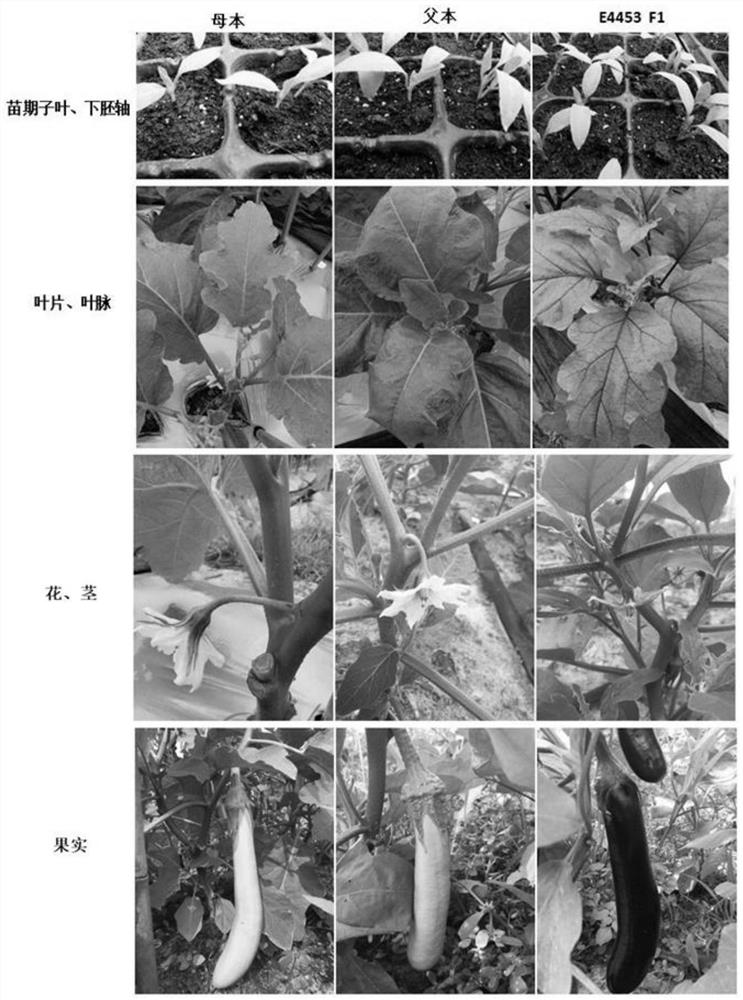 InDel molecular marker closely linked with eggplant anthocyanin synthesis gene as well as primer and application of InDel molecular marker