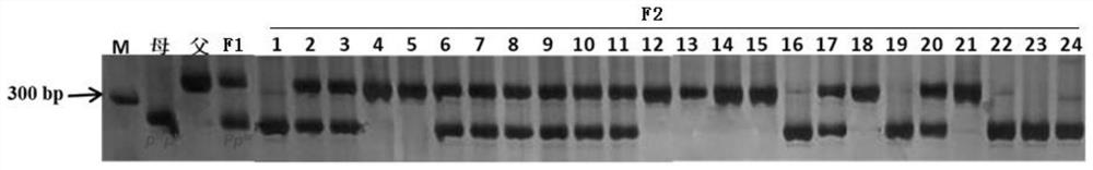 InDel molecular marker closely linked with eggplant anthocyanin synthesis gene as well as primer and application of InDel molecular marker