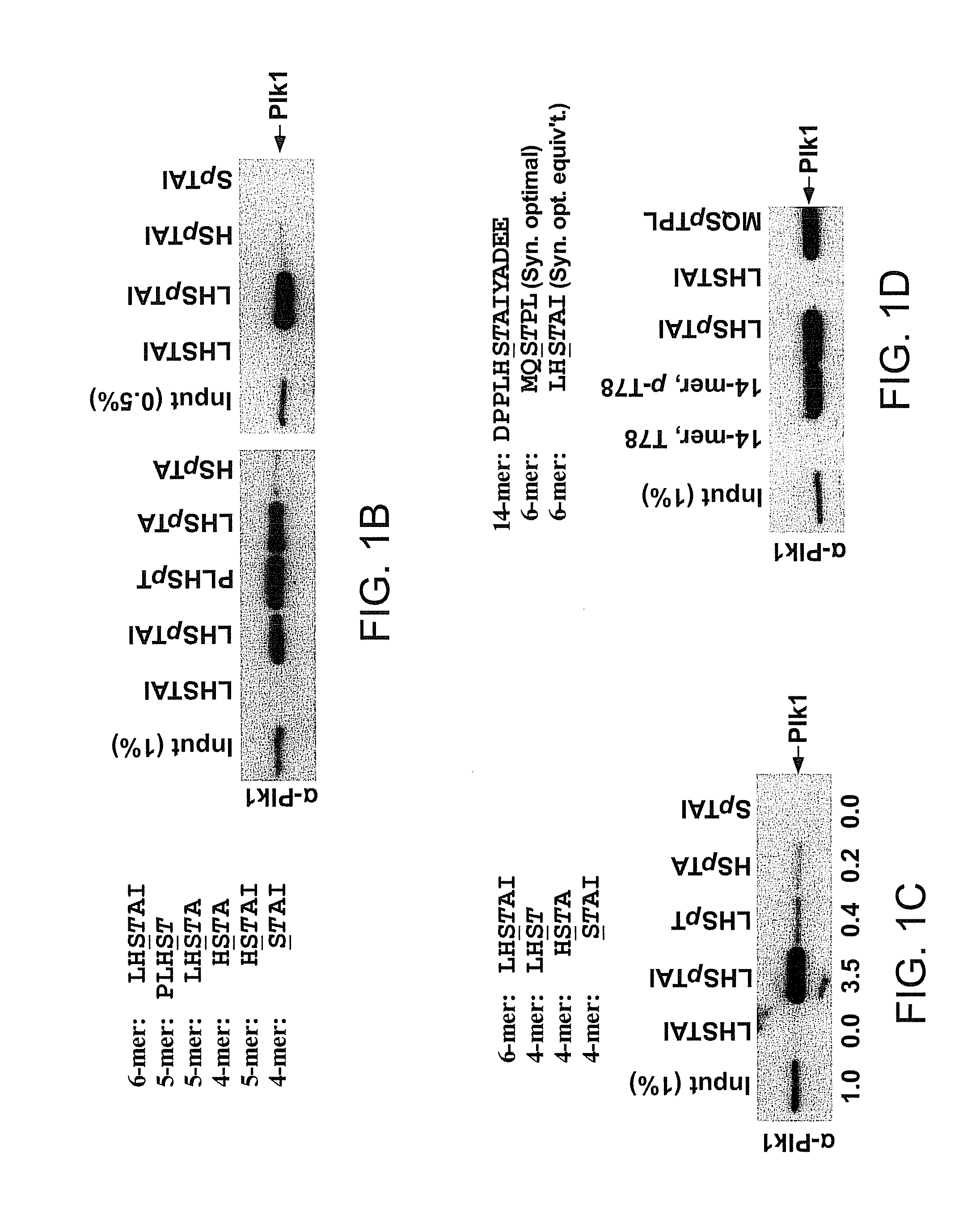 Peptide mimetic ligands of polo-like kinase 1 polo box domain and methods of use