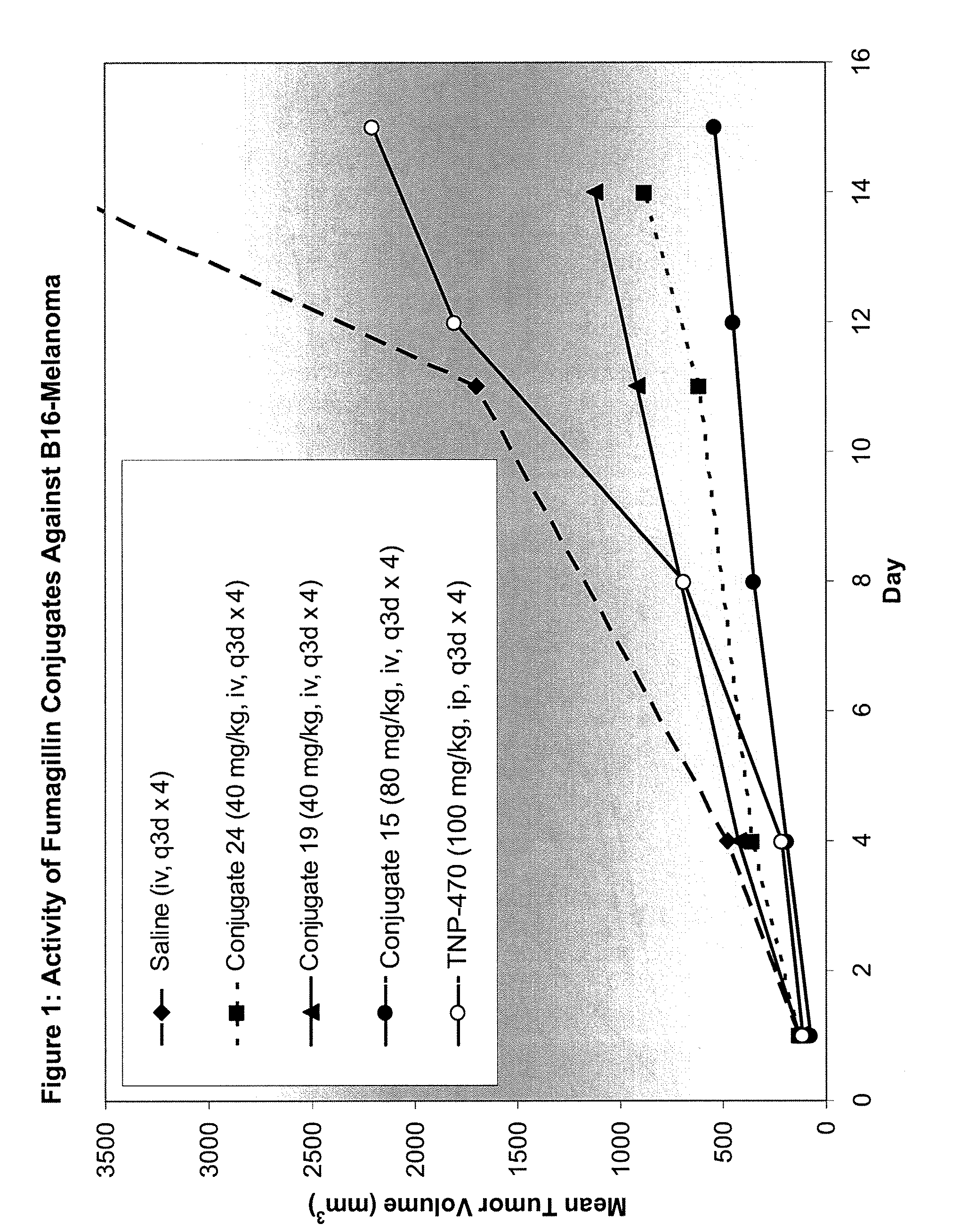 Biocompatible biodegradable fumagillin analog conjugates