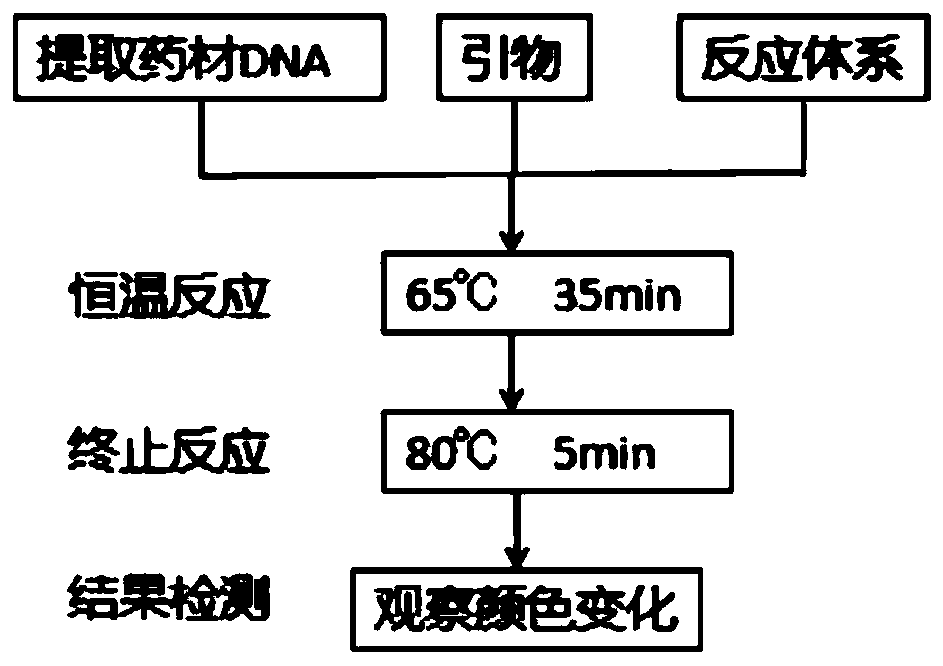 LAMP detection primer group for identifying pinellia ternata and adulterants thereof and kit and application thereof