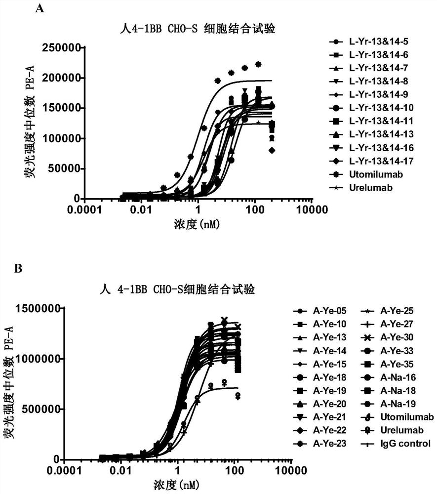 Antibody targeting 4-1BB and application thereof