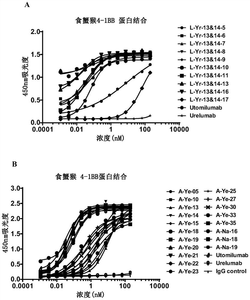 Antibody targeting 4-1BB and application thereof