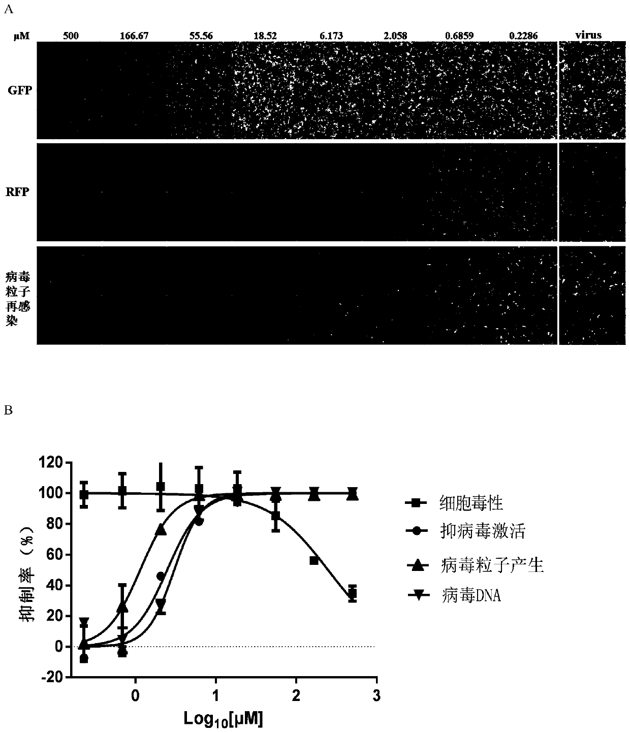 Application of spironolactone in preparation of drug for treating human herpesvirus infection
