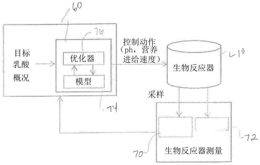 Process and system for propagating cell cultures while preventing lactate accumulation