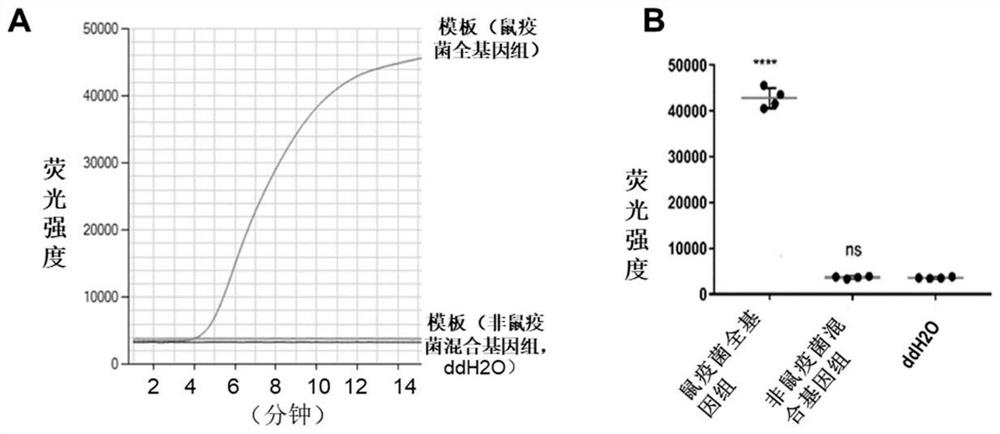 A detection kit for Yersinia pestis based on real-time fluorescent RPA technology and its application