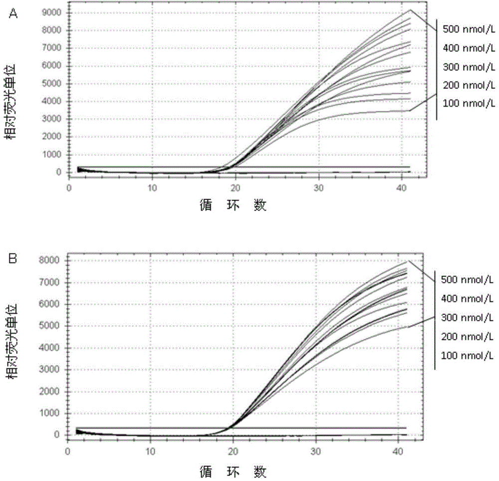 Method for detecting bartonella elizabethae with TaqMan real-time fluorescent quantitative PCR