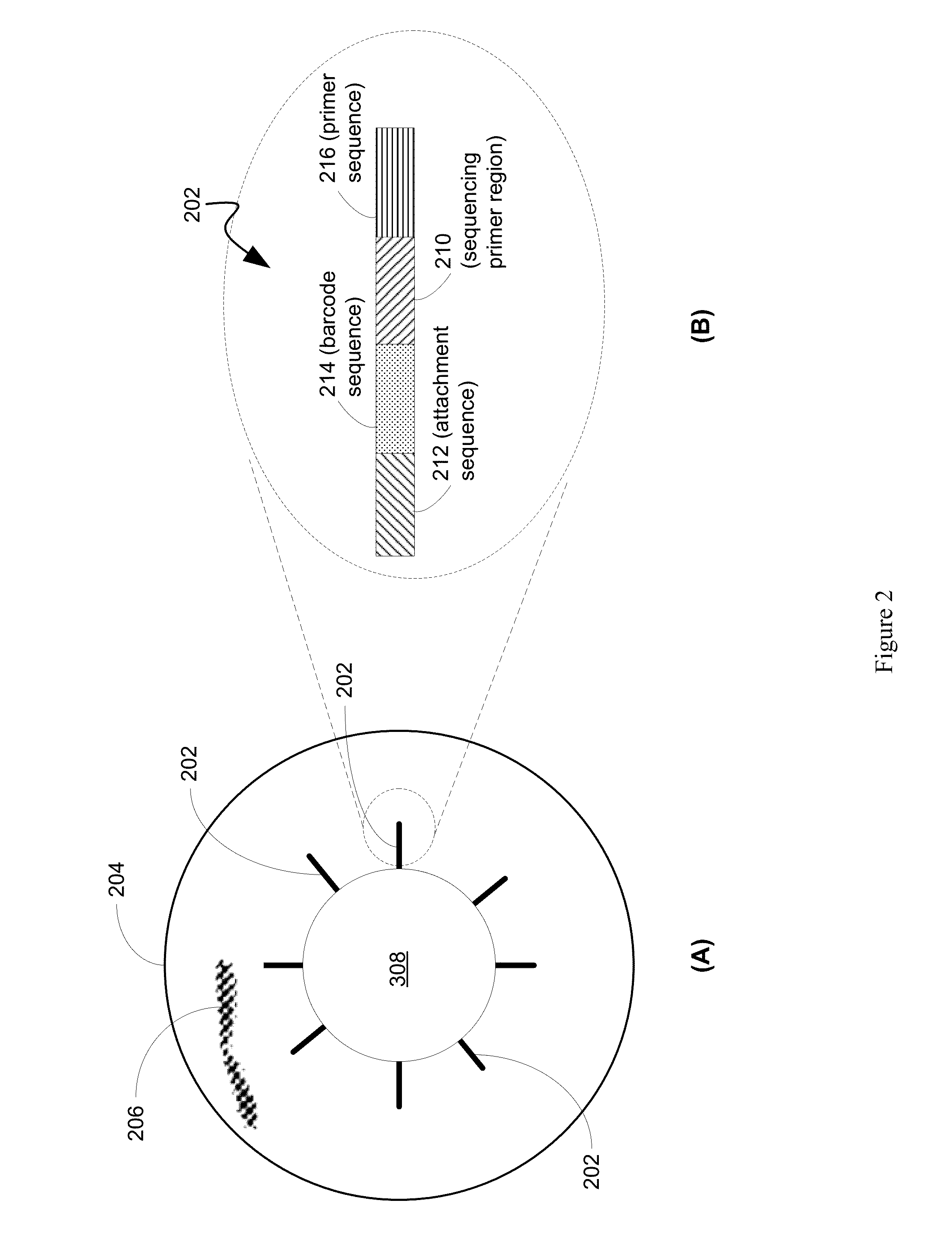 Systems and methods for visualizing structural variation and phasing information