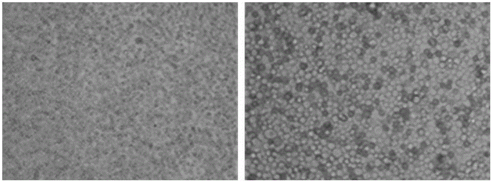 DNA virus reference material and preparation method and application thereof