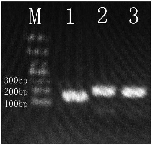 Preparation method and application of PCR positive control substance capable of distinguishing pollution