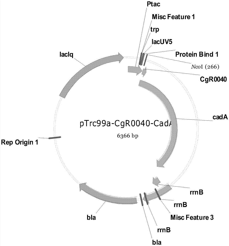 Method for coupled production of cadaverine by using microbial fermentation and microbial conversion