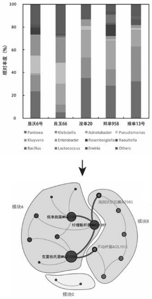 An enhanced high-efficiency nitrogen-fixing compound bacterial line added with non-nitrogen-fixing bacteria and its application