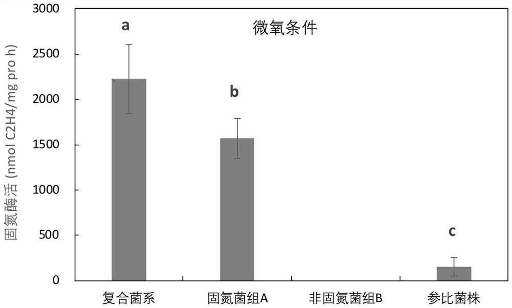 An enhanced high-efficiency nitrogen-fixing compound bacterial line added with non-nitrogen-fixing bacteria and its application