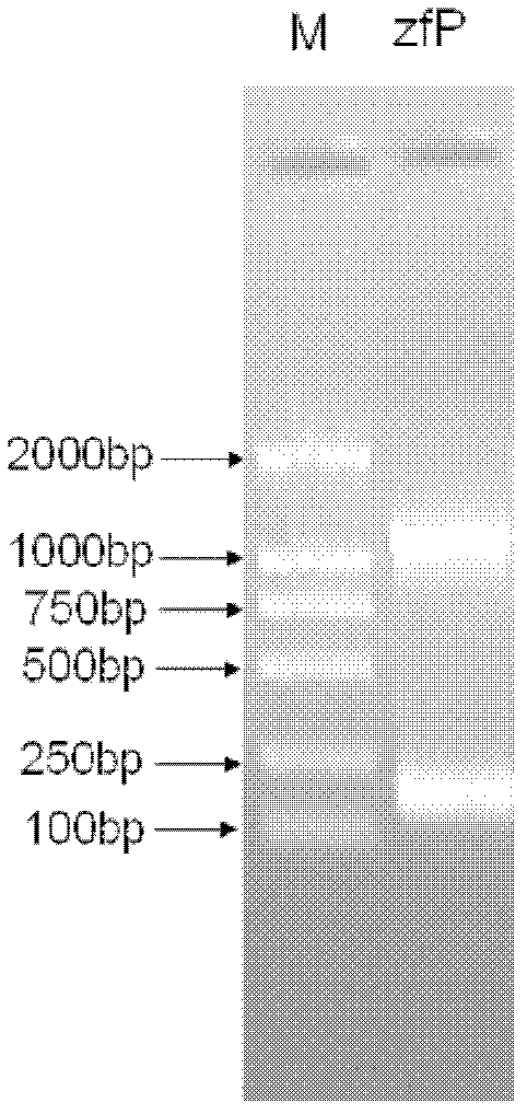 Application of tandem repeat sequence capable of improving expression activity of plant gene