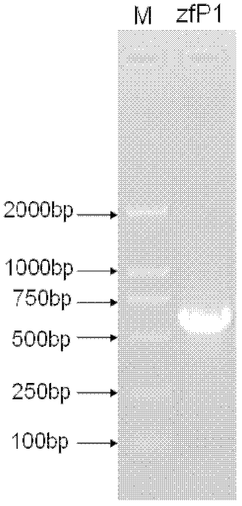 Application of tandem repeat sequence capable of improving expression activity of plant gene