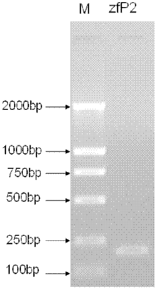 Application of tandem repeat sequence capable of improving expression activity of plant gene