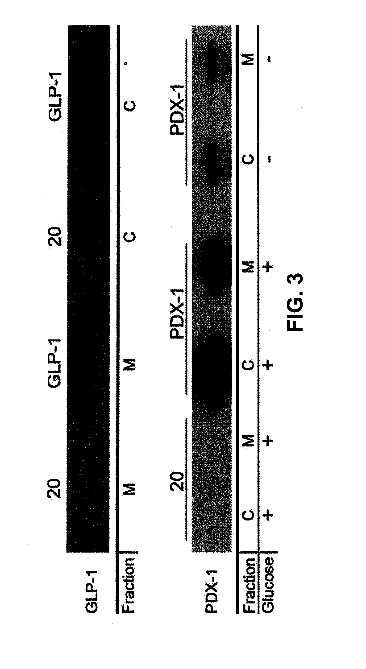 Compositions and methods for treating endocrine, gastrointestinal or autoimmune disorders