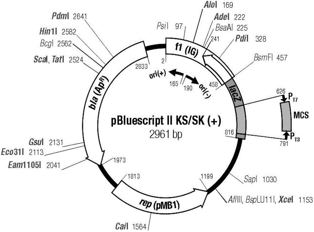 Recombinant bordetella bronchiseptica strain, vaccine and use