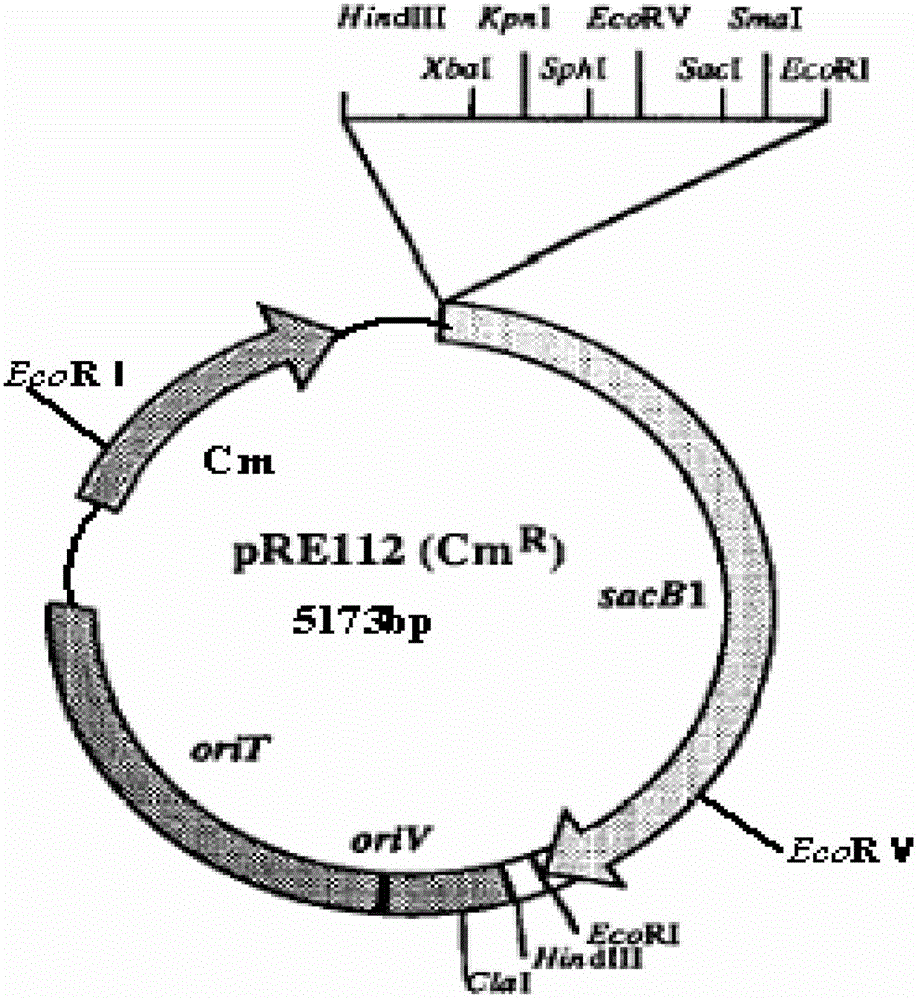 Recombinant bordetella bronchiseptica strain, vaccine and use