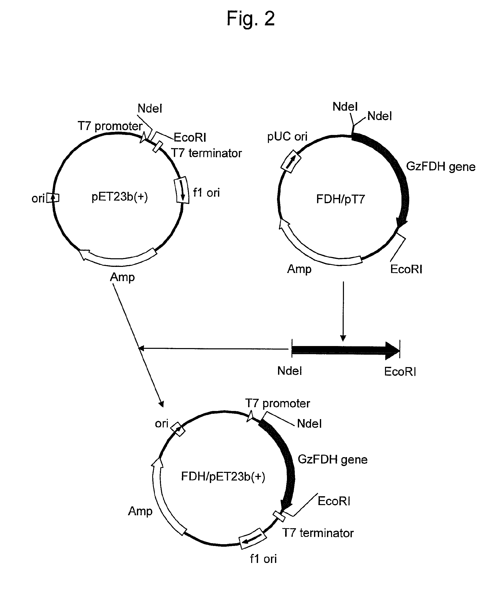 Mutant formate dehydrogenase, gene encoding the same, and method for producing NADH