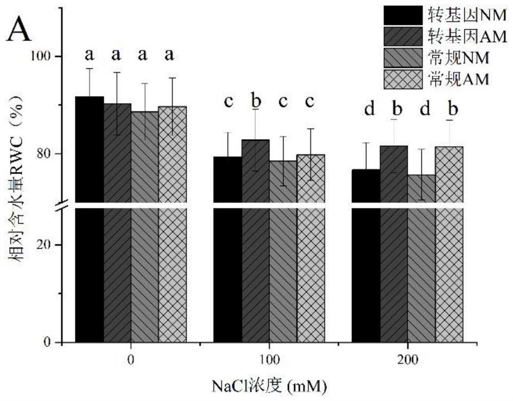 Application of arbuscular mycorrhizal fungi in salt stress resistance of carica papaya