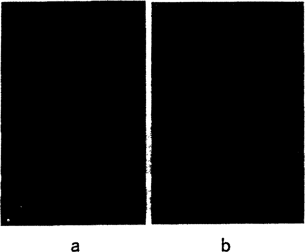 Method of extracting raster line in structural optical through colour coding and comparative method