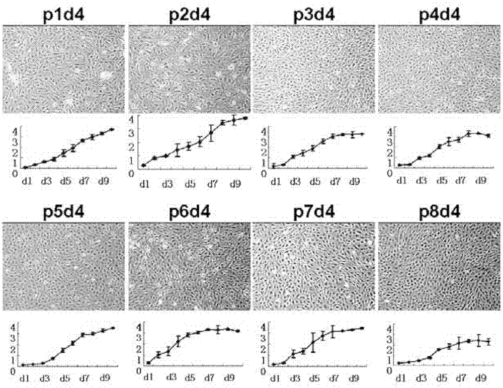 Human residual ear cartilage stem cells and method for constructing tissue engineered cartilage