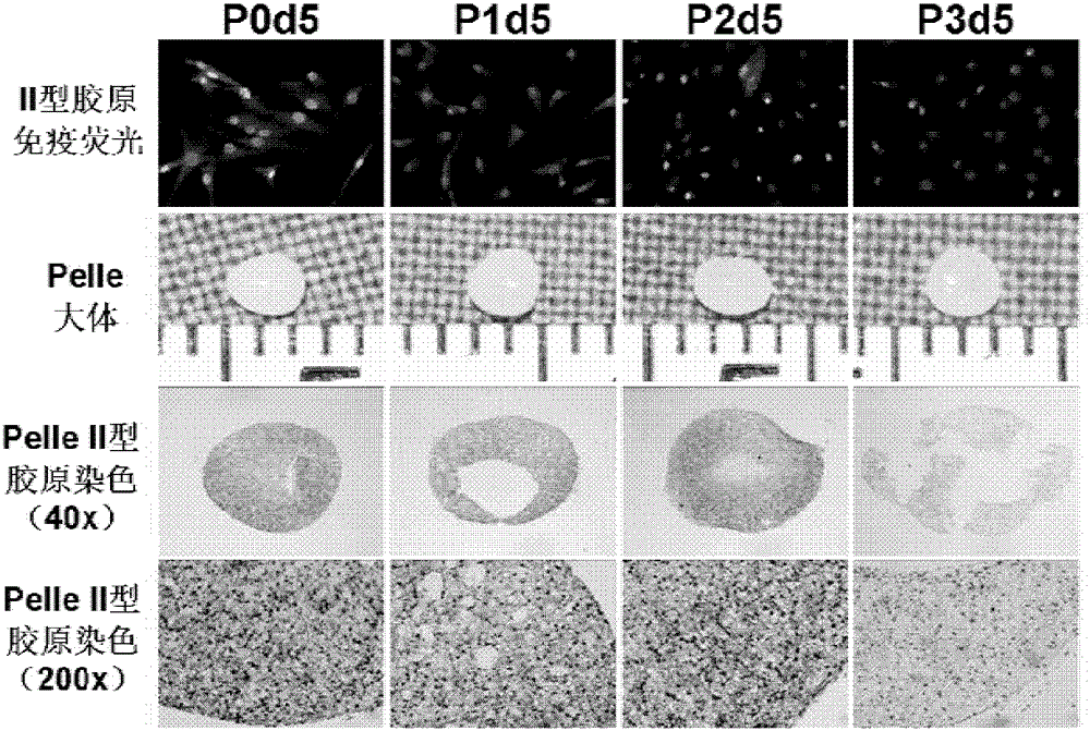 Human residual ear cartilage stem cells and method for constructing tissue engineered cartilage