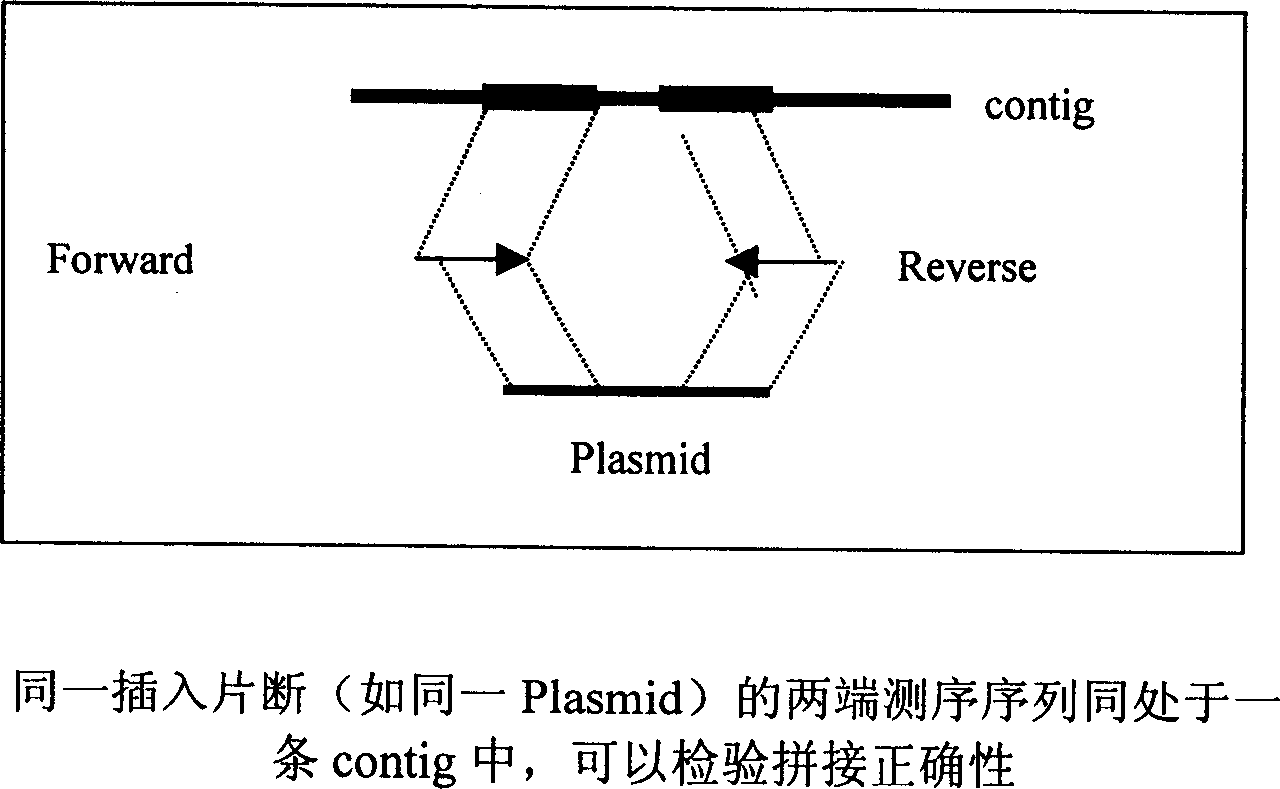 High-temp. resistant mismatch repair enzyme gene, polypeptide coded thereby and preparing method thereof