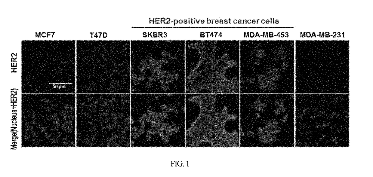 HER2 aptamer-anticancer drug complex for cancer cell chemotherapy