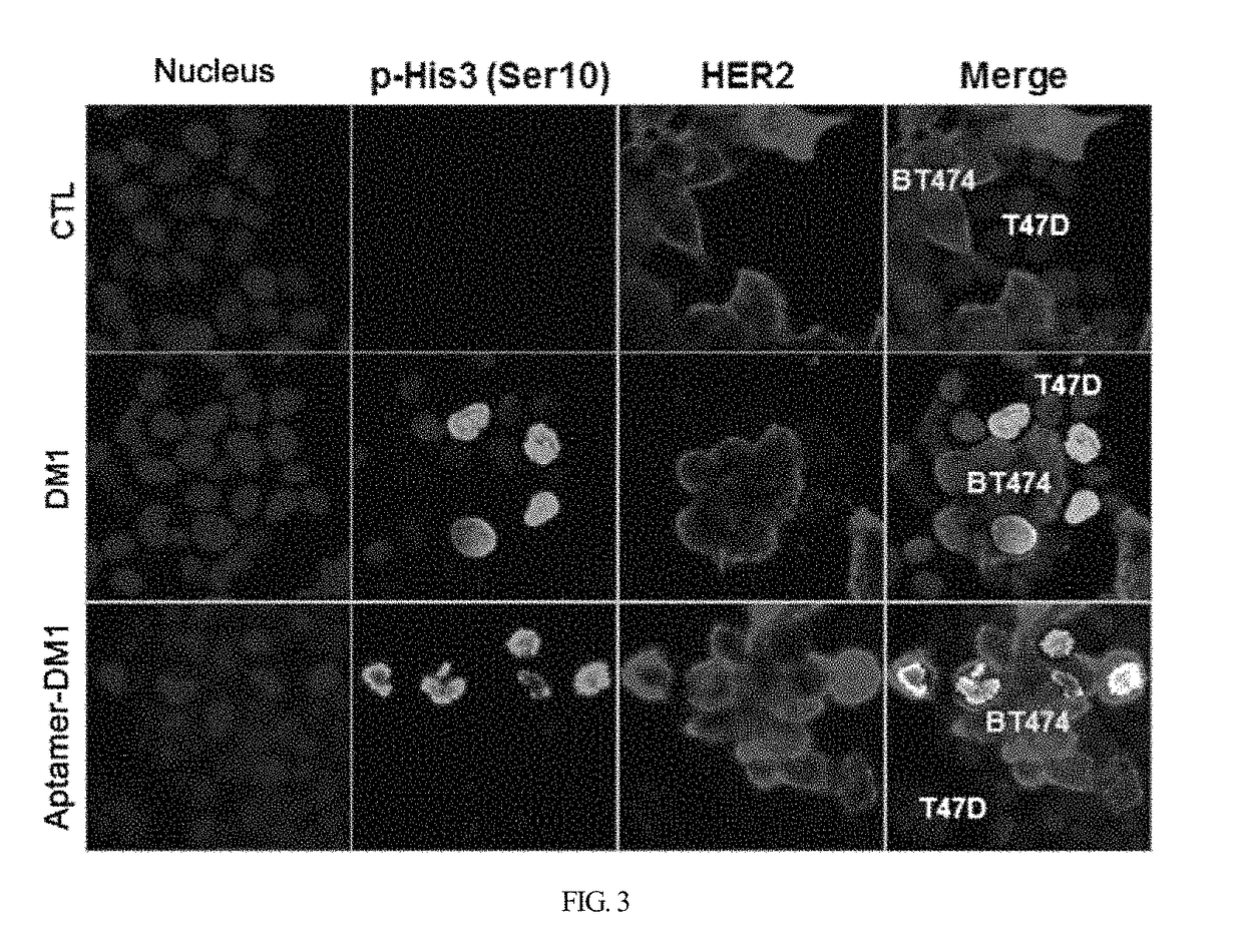 HER2 aptamer-anticancer drug complex for cancer cell chemotherapy