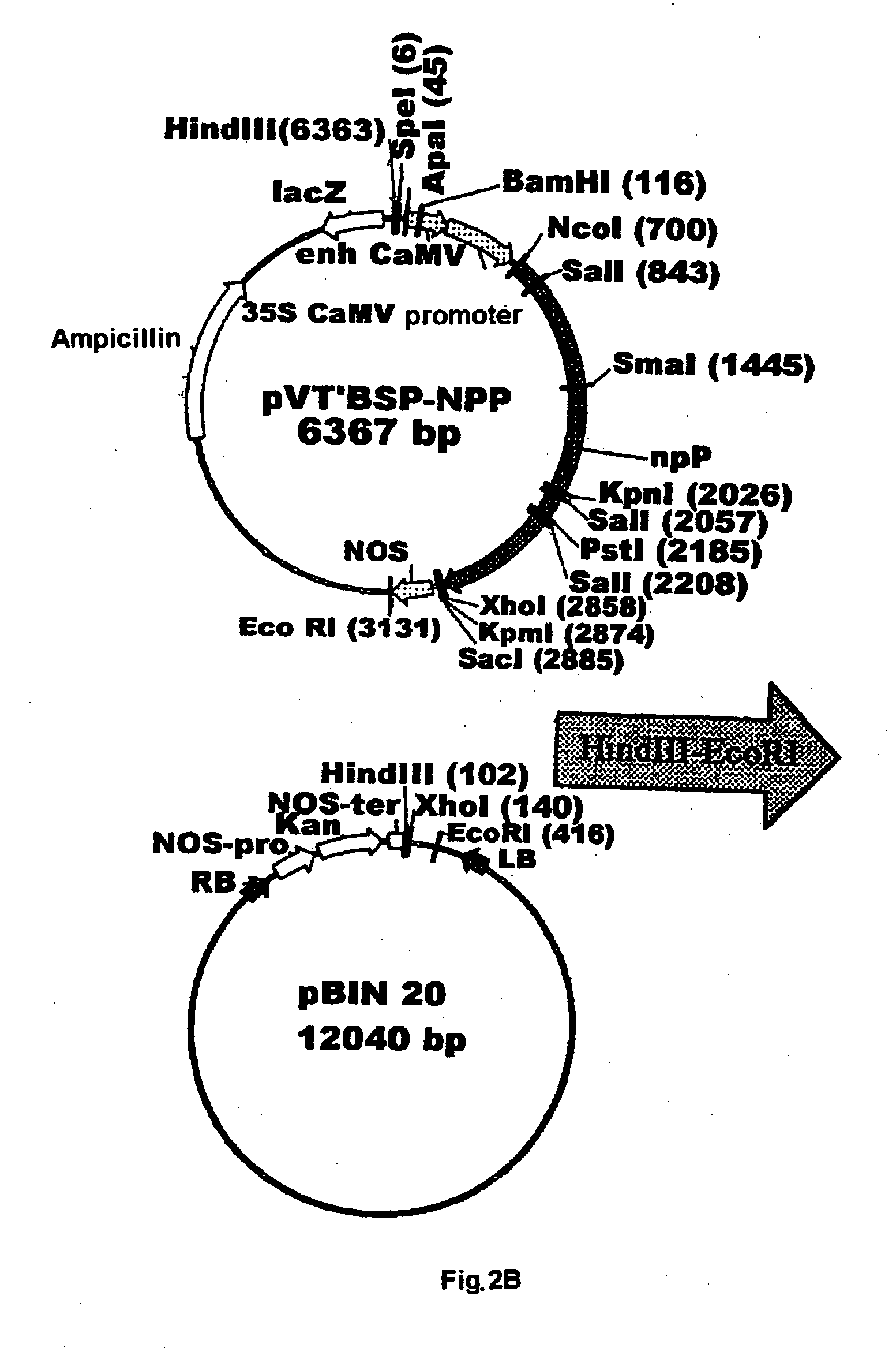 Plant nucleotide-sugar pyrophosphatase/phosphodiesterase (nppase), method of obtaining same and use of same in the production of assay devices and in the production of transgenic plants
