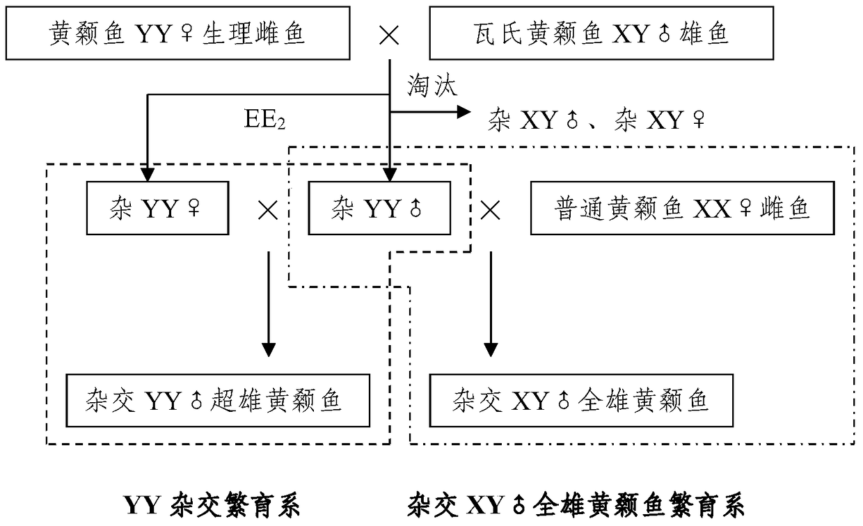A method for rapid establishment of hybrid xy♂ male yellow catfish